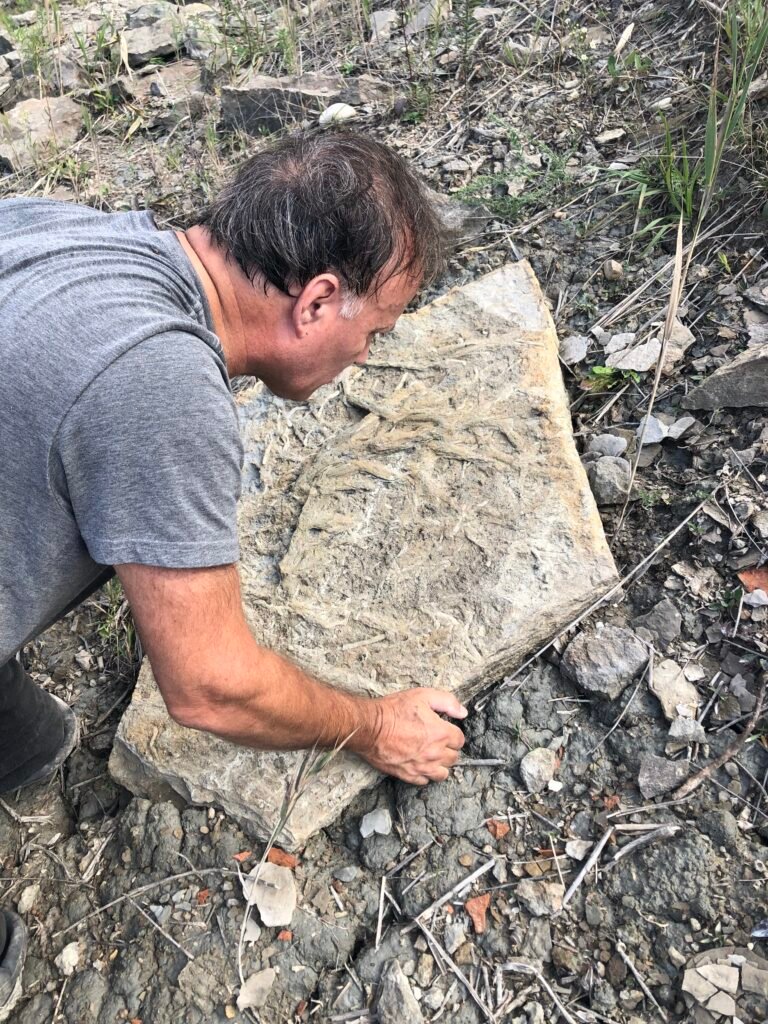 Geologist bending over a large piece of rock with many fossils on it.
