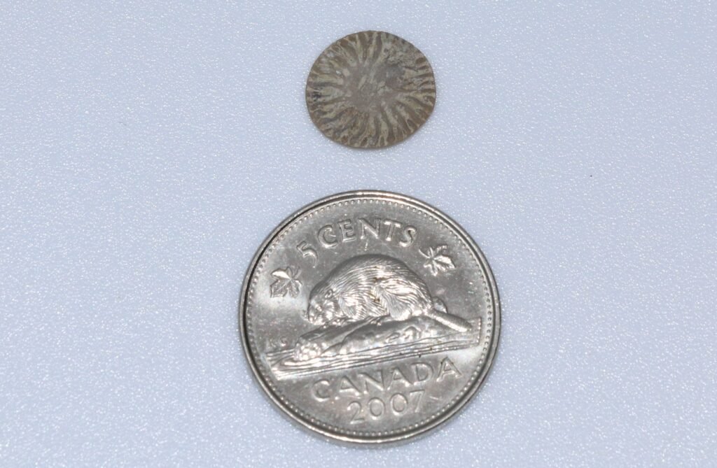 Microcyclus fossil beside a 5 cent coin