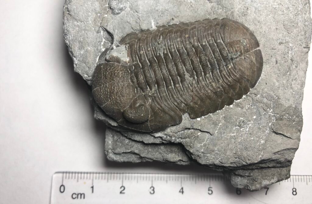 Eldredgeops trilobite fossil embedded in a rock