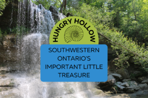 Read more about the article Hungry Hollow: Southwestern Ontario’s Important Little Treasure