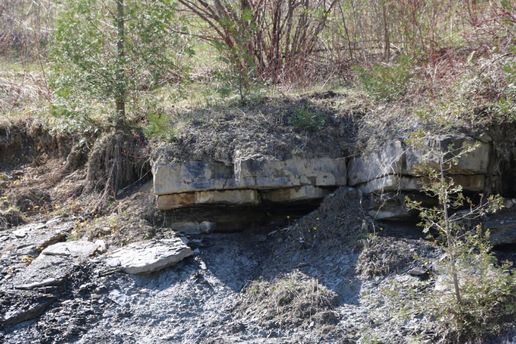 Limestone rock unit in Arkona, Ontario that is rich in Devonian fossils.