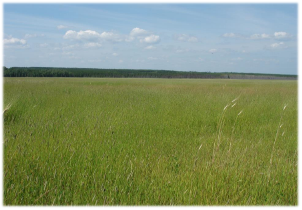 Tailings after rehabilitation. Grassy field.