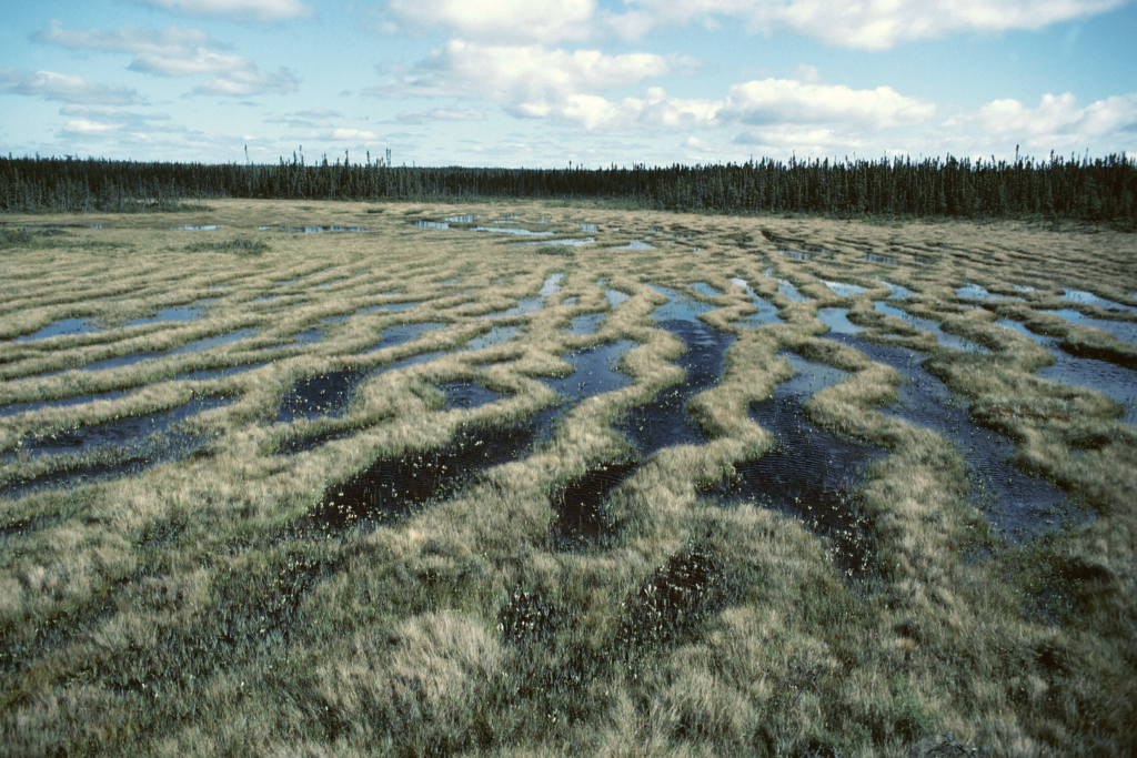 Peatland with curved rows of plants growing in shallow water