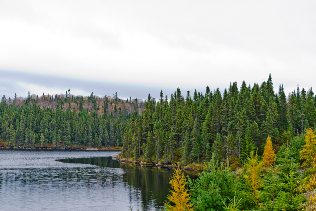 A large pine forest surrounds a lake in Northern Ontario