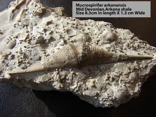 A close up photo of a brachiopod fossil embedded in a rock. The fossil is shaped like two connecting cones joined by their larger ends. The surrounding rock is covered with smaller fossils of shells and other creatures. Text reads: "Mucrospirifer arkonesis. Mid devonian, Arkona shale. Size 8.3cm in length x 1.3cm wide."