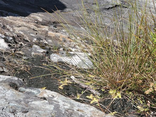 A white and black rock with some brush growing on it