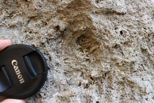 Close up photo of a fossil with a camera lens beside it for scale.