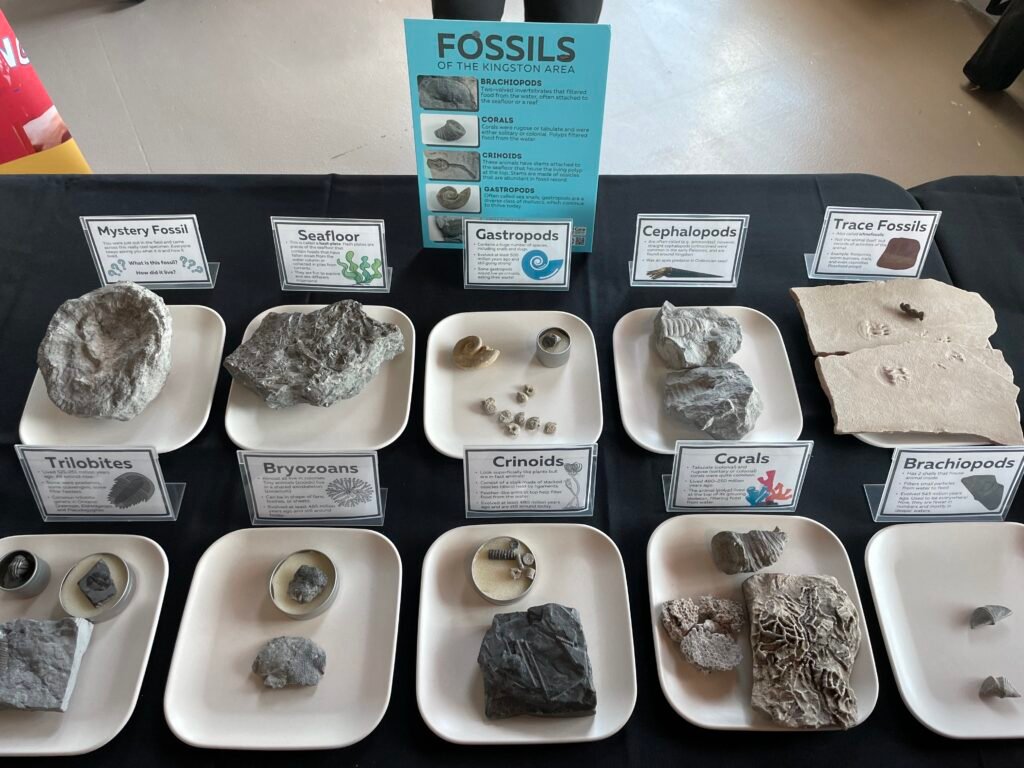 Our display of fossils found in the Kingston area. Each of the fossils are displayed on a white plate with a sign behind them about what the fossil is.