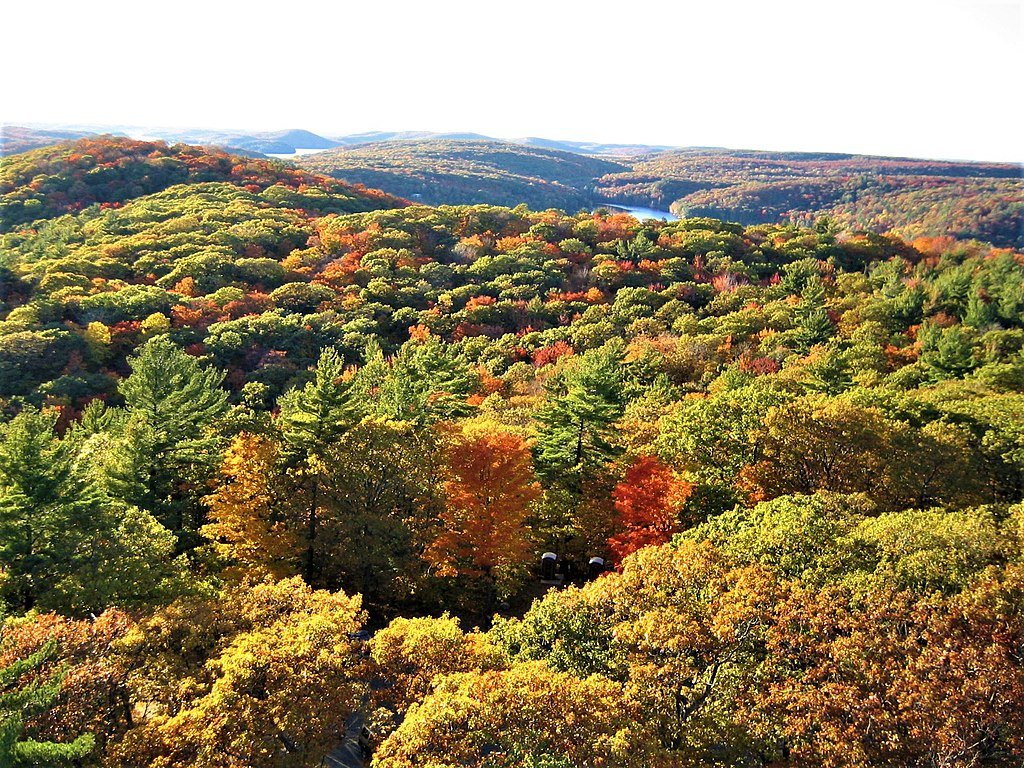 Photo looking over a large forest. Trees are a mix of orange, red, yellow and green.
