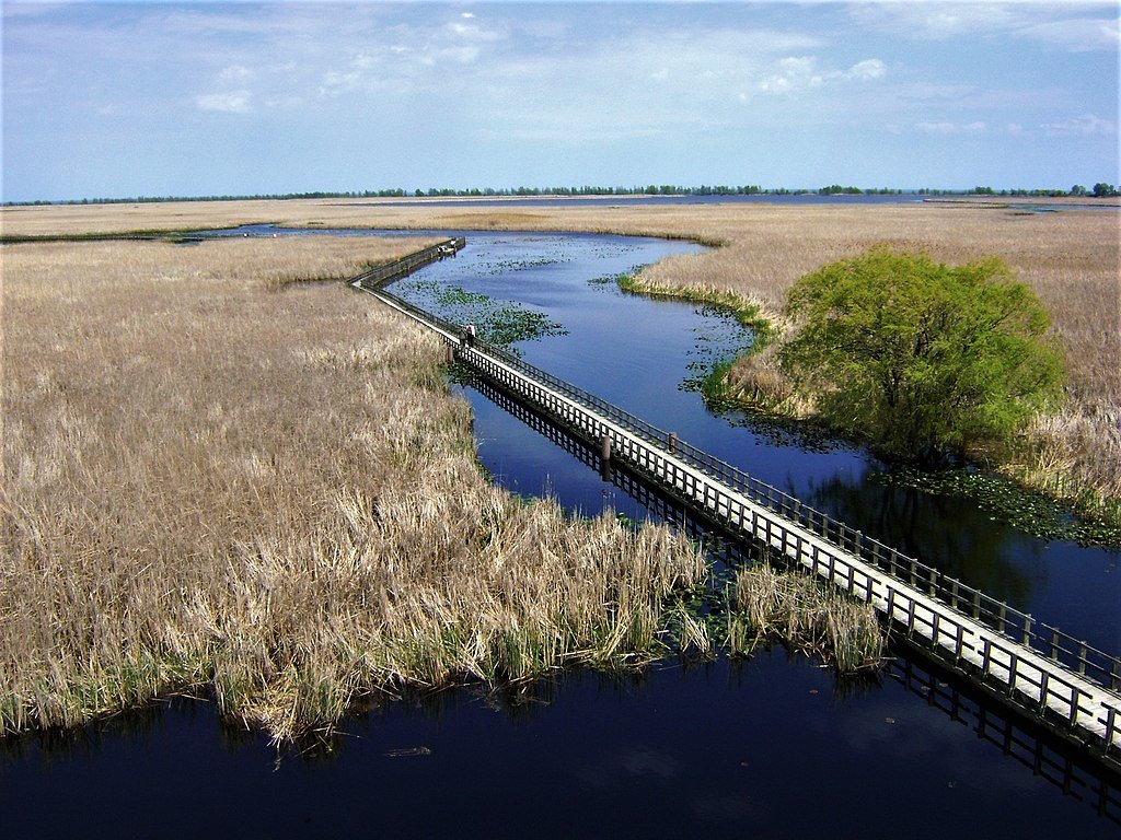 View overlooking a long boardwalk through a marsh and river with reeds.