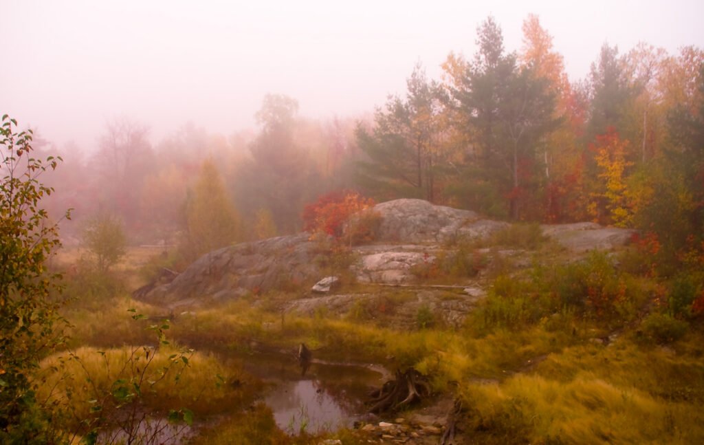 Landscape with mossy boulders and shrubs with a forest in the background. There is fog making the photo blurry.