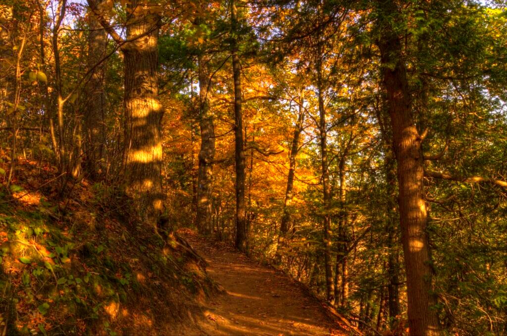 Trail inside a forest with orange coloured leaves 