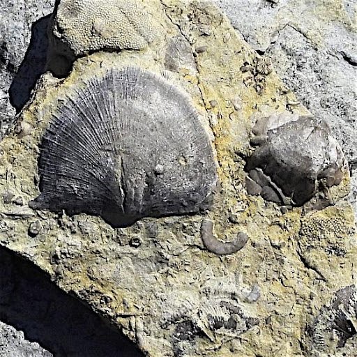 Close up view of two fossils in a larger rock. They are semi-circle-shaped and the one on the left is twice the size of the one on the right.